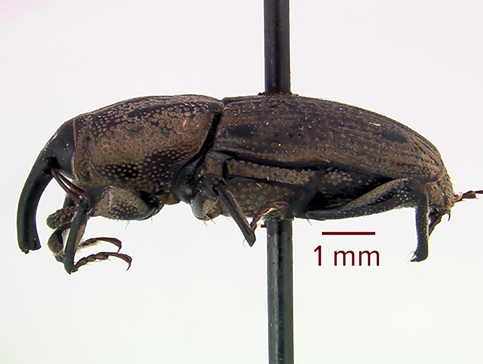 HHuntingBbugMFerroLateral1.jpg low res.jpg thumbnail